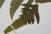 毛柄短腸蕨藏品圖，第3張