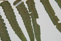 毛柄短腸蕨藏品圖，第4張