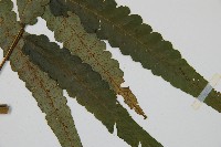 毛柄短腸蕨藏品圖，第5張