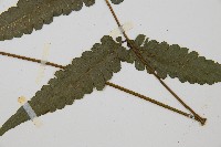 毛柄短腸蕨藏品圖，第5張