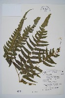 毛柄短腸蕨藏品圖，第1張