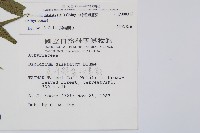 毛柄短腸蕨藏品圖，第2張