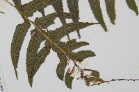 毛柄短腸蕨藏品圖，第3張