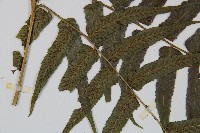 毛柄短腸蕨藏品圖，第5張