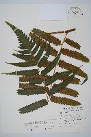 毛柄短腸蕨藏品圖，第1張