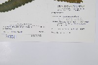 毛柄短腸蕨藏品圖，第5張