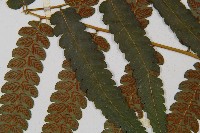 毛柄短腸蕨藏品圖，第7張