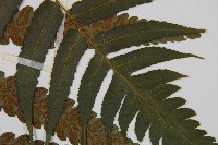 毛柄短腸蕨藏品圖，第8張