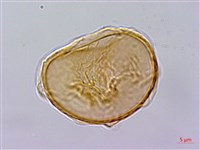 毛柄短腸蕨藏品圖，第3張