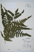 毛柄短腸蕨藏品圖，第1張