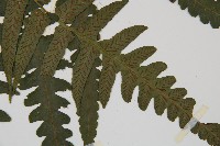 毛柄短腸蕨藏品圖，第3張