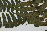 毛柄短腸蕨藏品圖，第5張