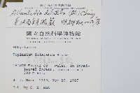 毛柄短腸蕨藏品圖，第2張