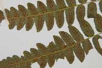 毛柄短腸蕨藏品圖，第3張