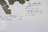 毛柄短腸蕨藏品圖，第2張