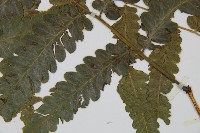 毛柄短腸蕨藏品圖，第4張