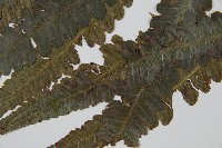 毛柄短腸蕨藏品圖，第5張