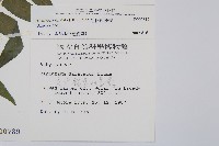 毛柄短腸蕨藏品圖，第2張