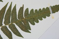 毛柄短腸蕨藏品圖，第3張