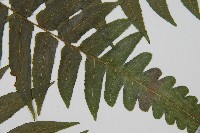 毛柄短腸蕨藏品圖，第4張