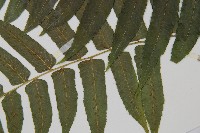 毛柄短腸蕨藏品圖，第5張