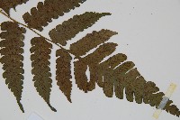 德氏雙蓋蕨藏品圖，第3張