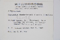 德氏雙蓋蕨藏品圖，第2張