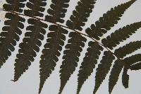 德氏雙蓋蕨藏品圖，第3張