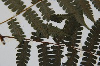 德氏雙蓋蕨藏品圖，第4張