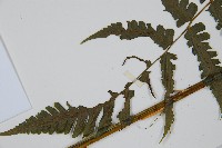 德氏雙蓋蕨藏品圖，第5張