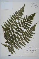 德氏雙蓋蕨藏品圖，第1張