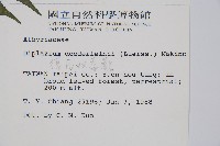 德氏雙蓋蕨藏品圖，第2張