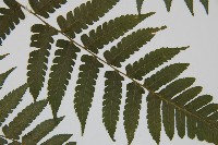 德氏雙蓋蕨藏品圖，第4張