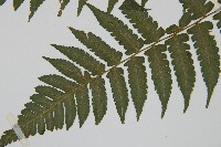 德氏雙蓋蕨藏品圖，第5張