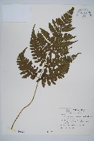 德氏雙蓋蕨藏品圖，第1張