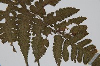 德氏雙蓋蕨藏品圖，第3張