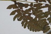 德氏雙蓋蕨藏品圖，第4張