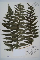 德氏雙蓋蕨藏品圖，第1張