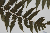 德氏雙蓋蕨藏品圖，第3張