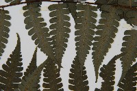 德氏雙蓋蕨藏品圖，第4張