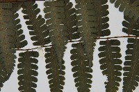 德氏雙蓋蕨藏品圖，第5張