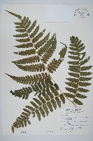 德氏雙蓋蕨藏品圖，第1張