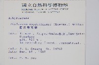 德氏雙蓋蕨藏品圖，第2張