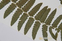 德氏雙蓋蕨藏品圖，第3張
