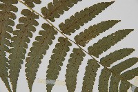 德氏雙蓋蕨藏品圖，第4張