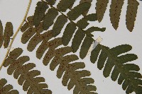 德氏雙蓋蕨藏品圖，第5張