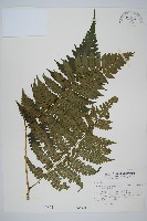 德氏雙蓋蕨藏品圖，第1張