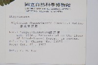 德氏雙蓋蕨藏品圖，第2張