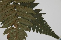 德氏雙蓋蕨藏品圖，第3張