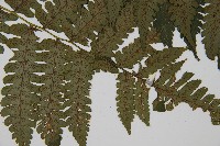 德氏雙蓋蕨藏品圖，第4張